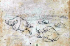 Bufali nelle paludi - Costa Nino